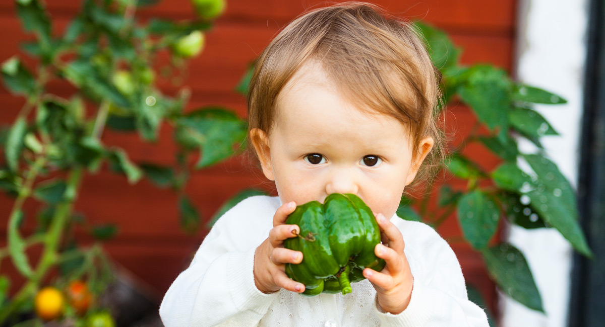 Baby eating bell pepper